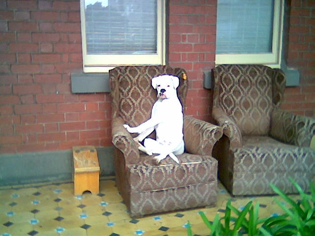 A boxer on a chair