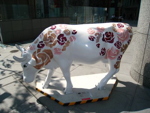 'Cow number 47'